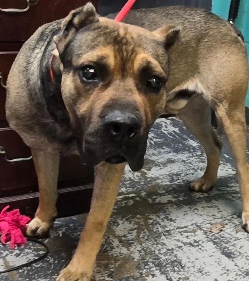 An adult small-sized male Tricolor (Brown, Black, & White) Cane Corso dog named Phineus for adoption in New Lexington, OH
