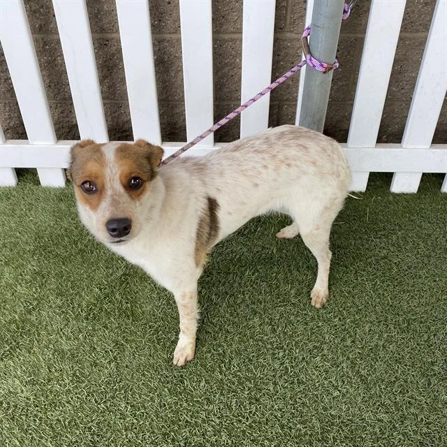 An adult small-sized female Australian Cattle Dog / Blue Heeler dog named Sprite for adoption in Modesto, CA