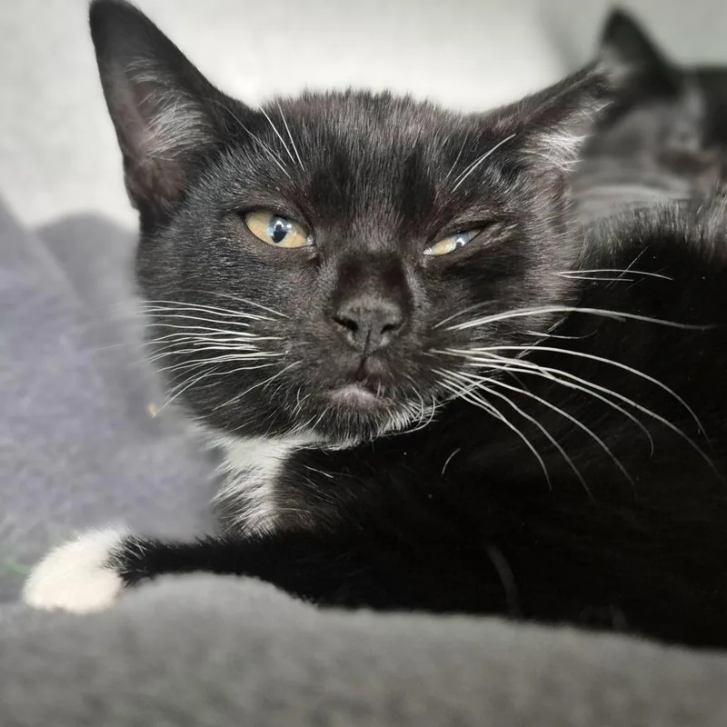 A baby small-sized female Black Domestic Short Hair cat named Potion for adoption in Newark, NJ
