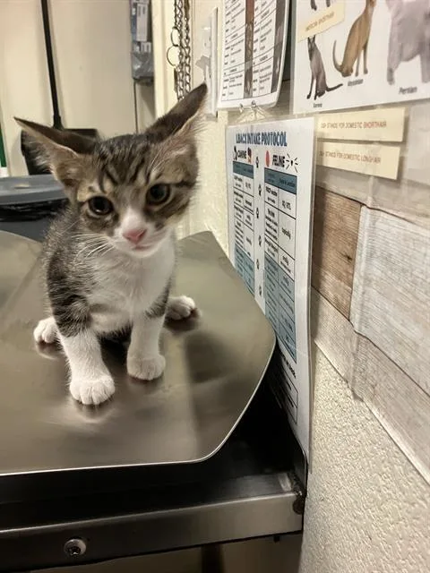 A baby small-sized male Domestic Short Hair cat named Charles for adoption in Long Beach, CA