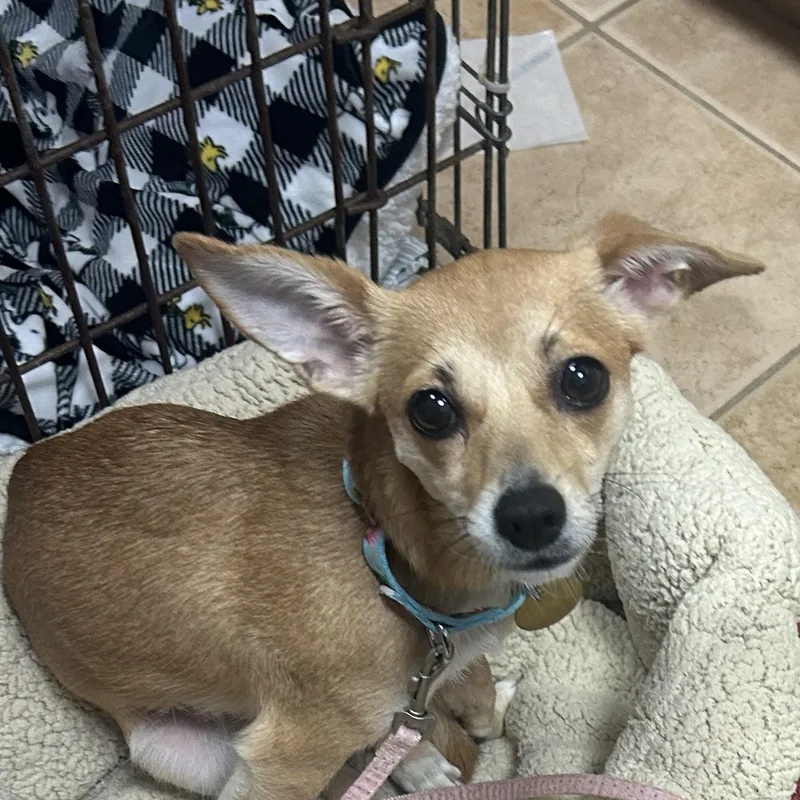 A young small-sized female Yellow / Tan / Blond / Fawn Chihuahua dog named Frittata for adoption in Oak Ridge, NJ