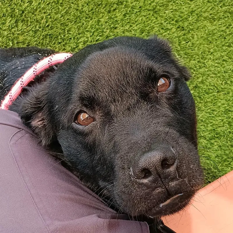 An adult medium-sized male Black Mixed Breed dog named Thor for adoption in Washington Township, OH