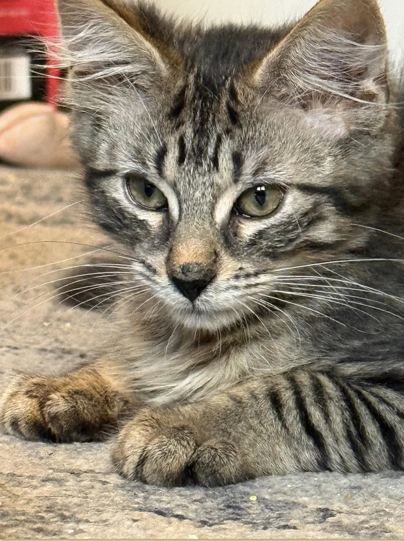 A baby medium-sized female Domestic Short Hair cat named Frangelica for adoption in Brooklyn, NY