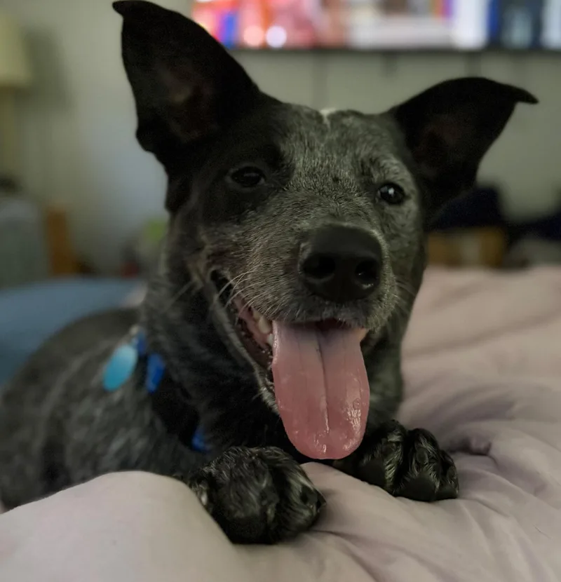 A young medium-sized male Australian Cattle Dog / Blue Heeler dog named Jet for adoption in Lake Worth, FL