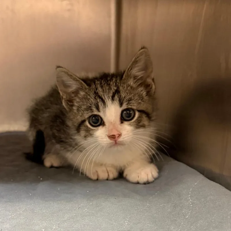 A baby small-sized male Gray / Blue / Silver Domestic Short Hair cat named Gabe C for adoption in Elbow Lake, MN
