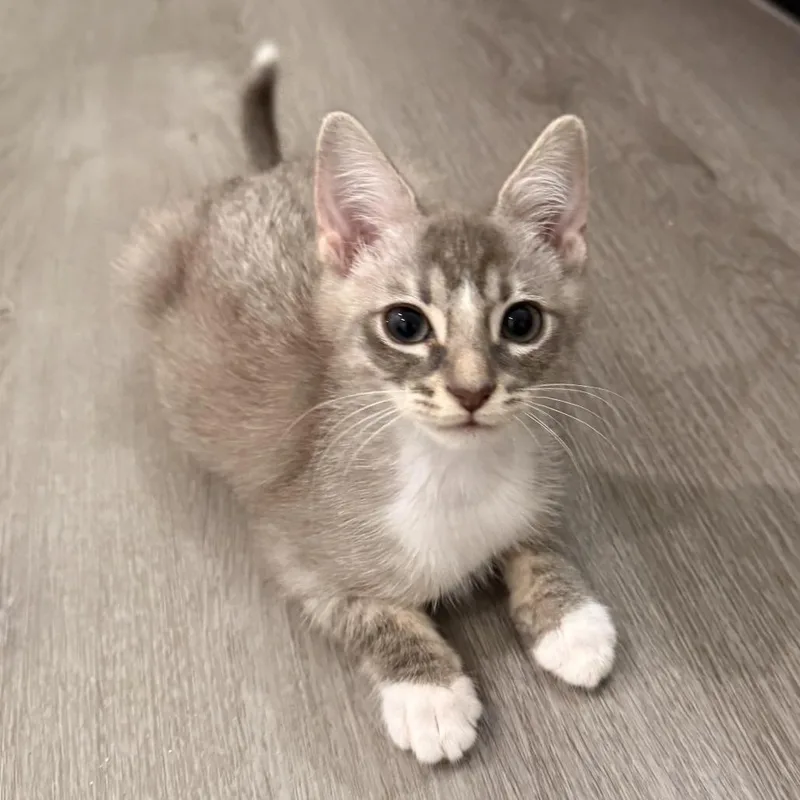 A baby small-sized female Gray / Blue / Silver Domestic Short Hair cat named Nougat for adoption in Los Angeles, CA