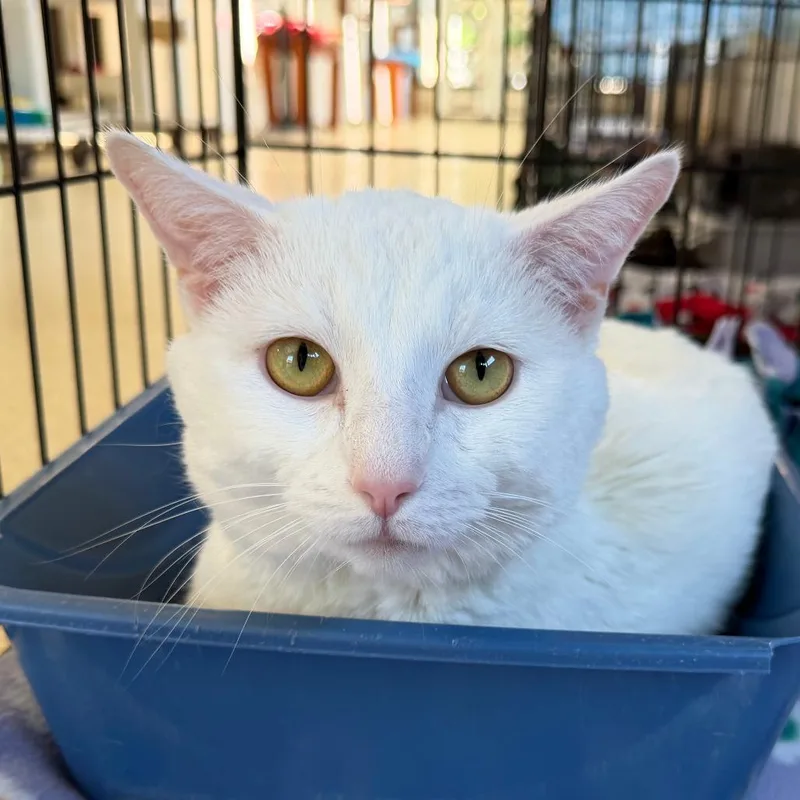 An adult small-sized male White Domestic Short Hair cat named Tzatziki for adoption in Deerfield, IL