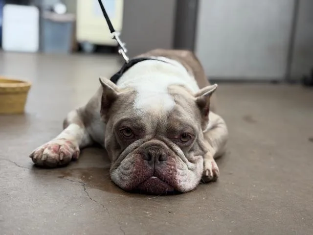 A young medium-sized female Mixed Breed dog named Sweetie for adoption in Dallas, TX