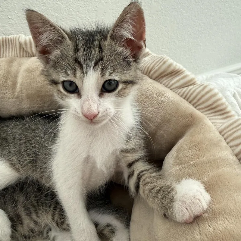 A baby small-sized male Gray / Blue / Silver Domestic Short Hair cat named Billy for adoption in Baytown, TX