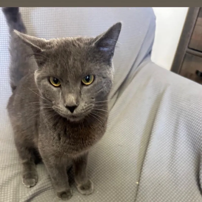 A young medium-sized male Gray / Blue / Silver Domestic Short Hair cat named Seymour Meet Me At for adoption in Buffalo, MN