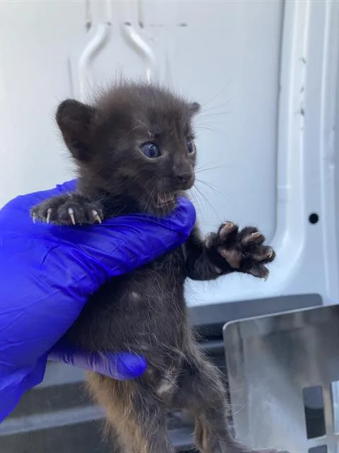 A baby small-sized female Domestic Short Hair cat named Midnight for adoption in Dallas, TX