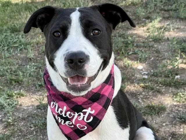 A young medium-sized female Siberian Husky dog named Minnie for adoption in Pueblo, CO