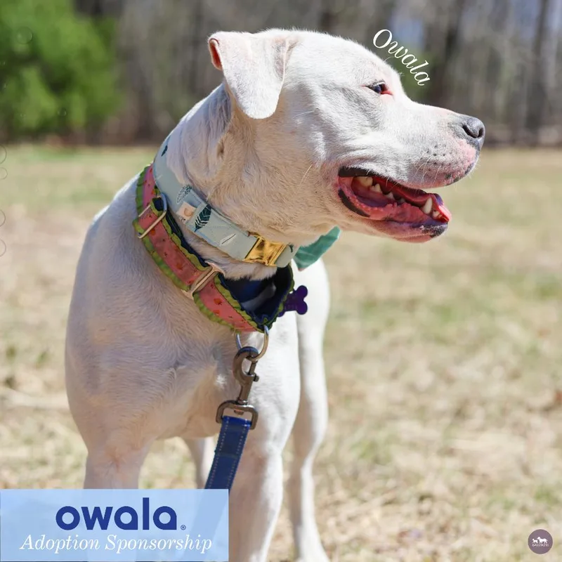 A young medium-sized female White / Cream Boxer dog named Owala for adoption in Hopkinton, MA