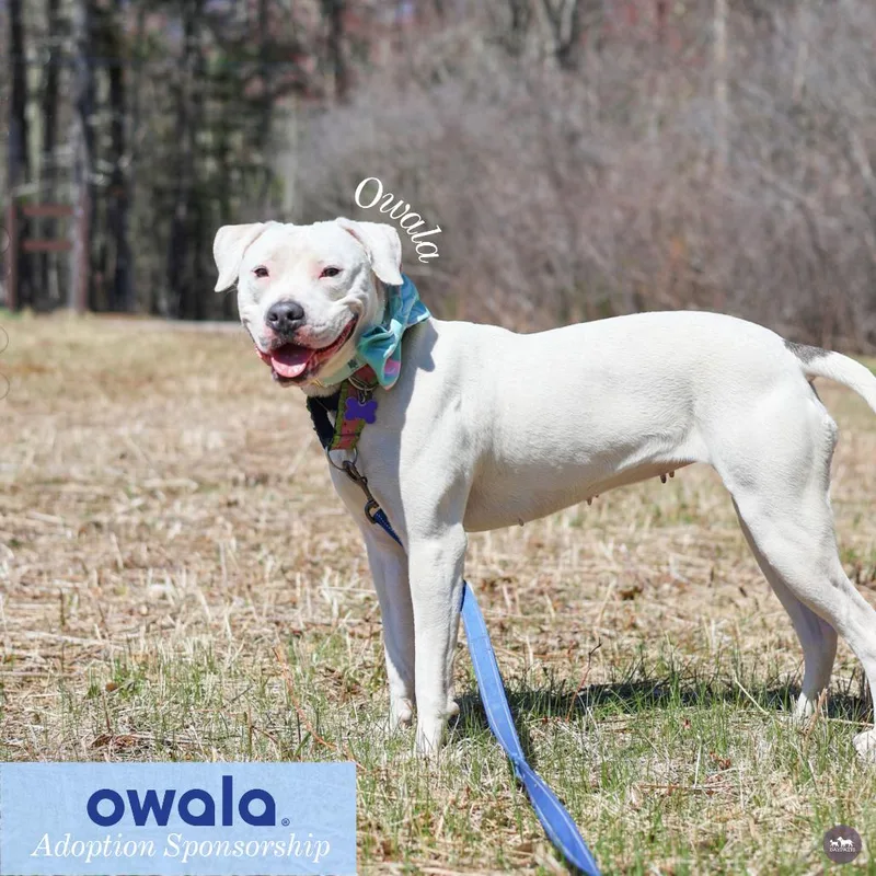 Owala thumbnail 2