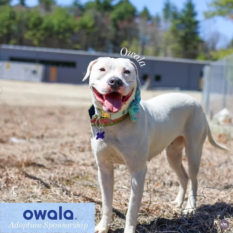 Owala thumbnail 3
