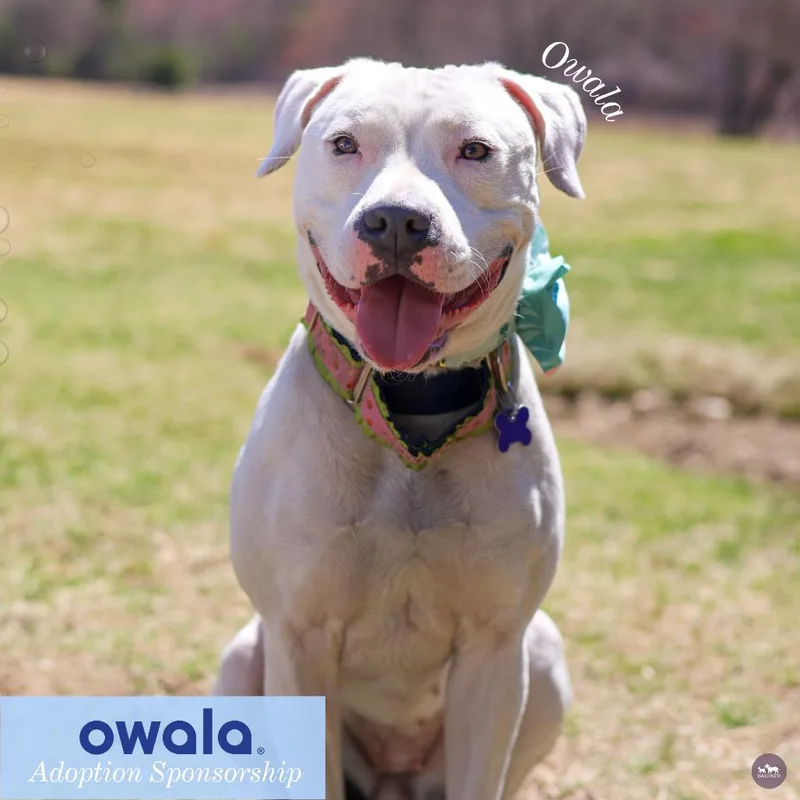 Owala thumbnail 4
