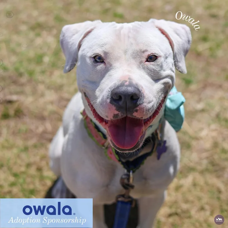 Owala thumbnail 5
