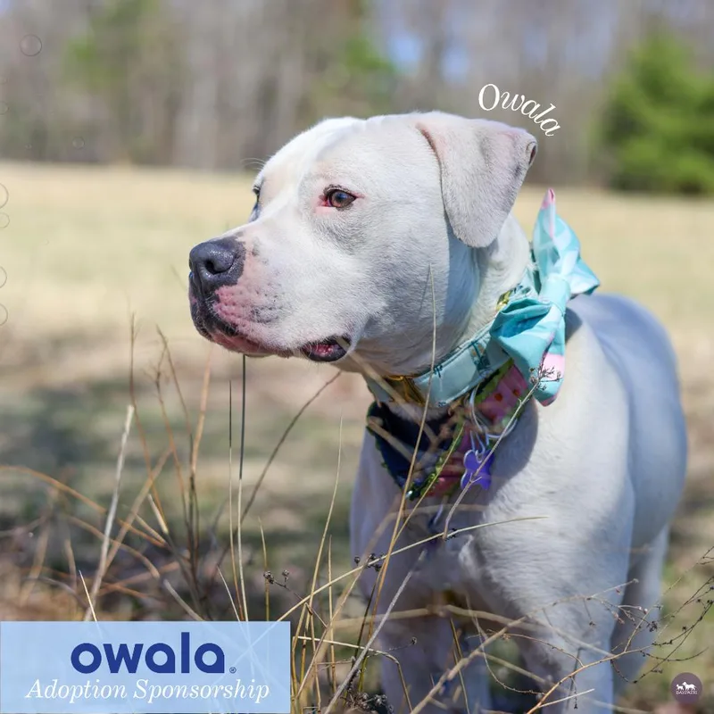 Owala thumbnail 6