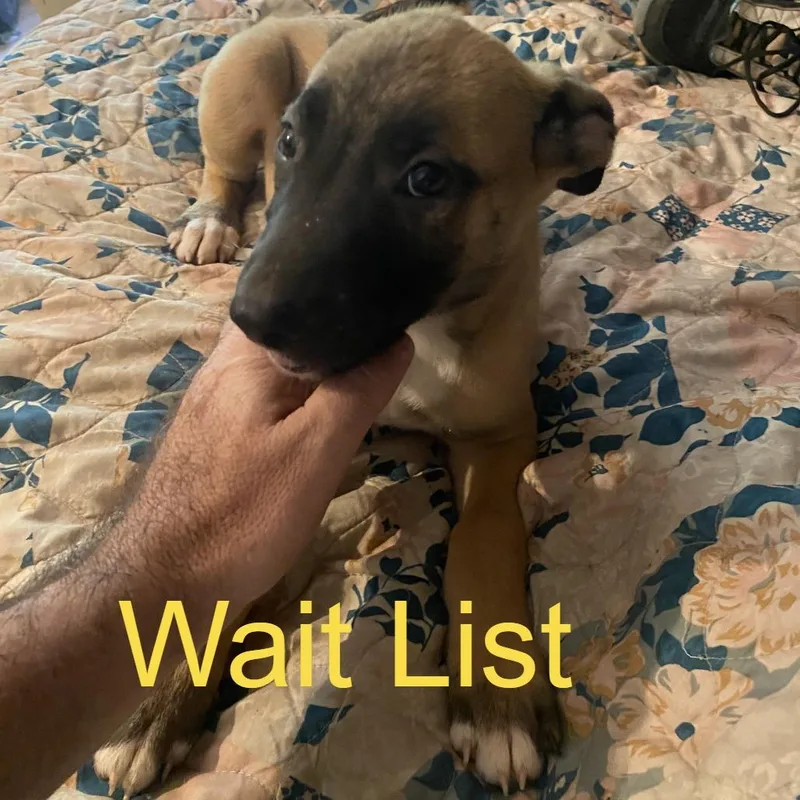 A baby medium-sized male Apricot / Beige Belgian Shepherd / Malinois dog named Bob for adoption in Livingston, TX