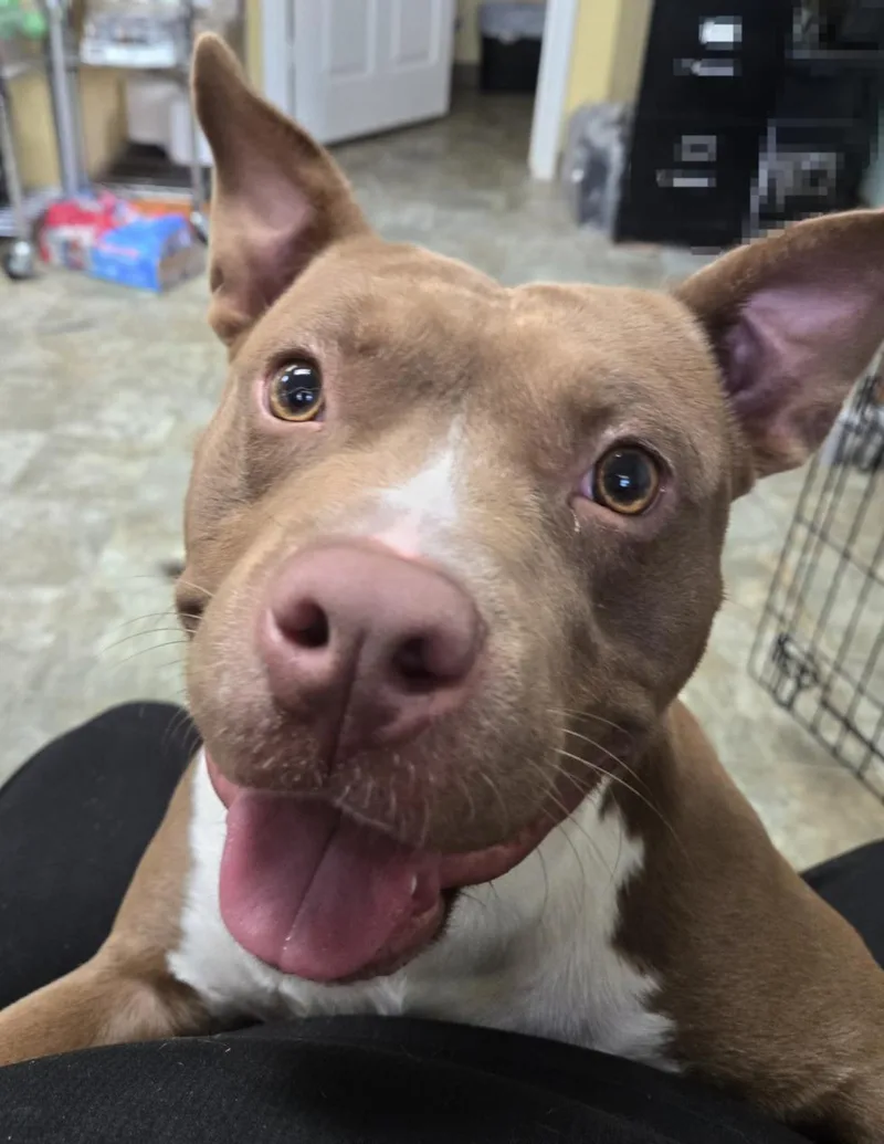 An adult medium-sized male Staffordshire Bull Terrier dog named Billy for adoption in Houston, TX