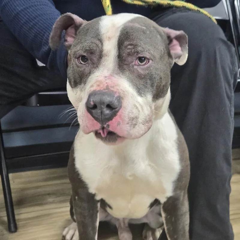 A baby medium-sized male Gray / Blue / Silver Pit Bull Terrier dog named Marty for adoption in Weimar, CA