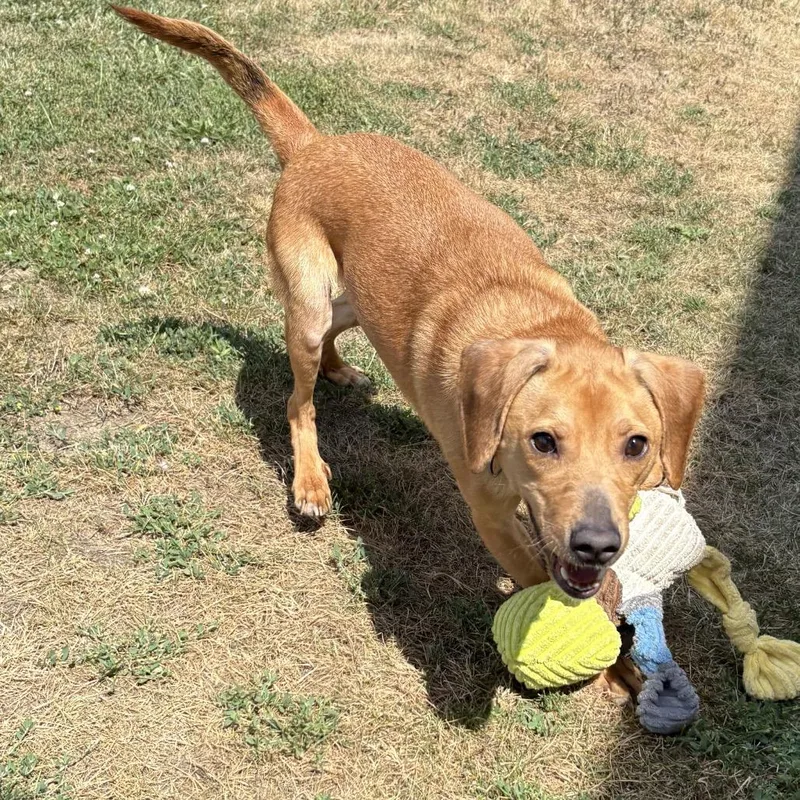 A young medium-sized male Brown / Chocolate Mixed Breed dog named Prince D for adoption in Napoleon, OH