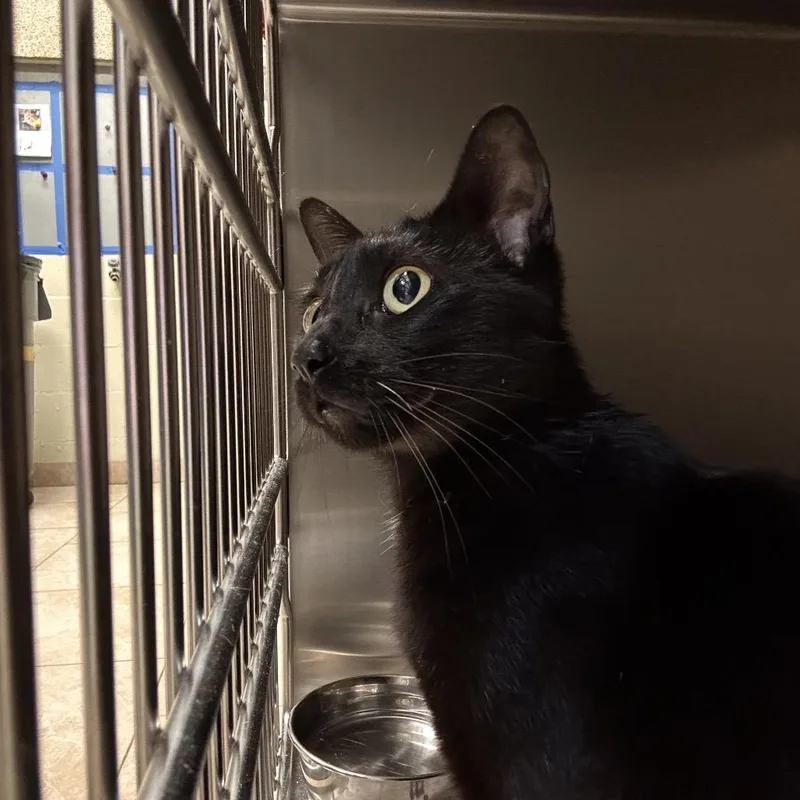 A young medium-sized female Black Domestic Short Hair cat named Onyx for adoption in Galveston, TX