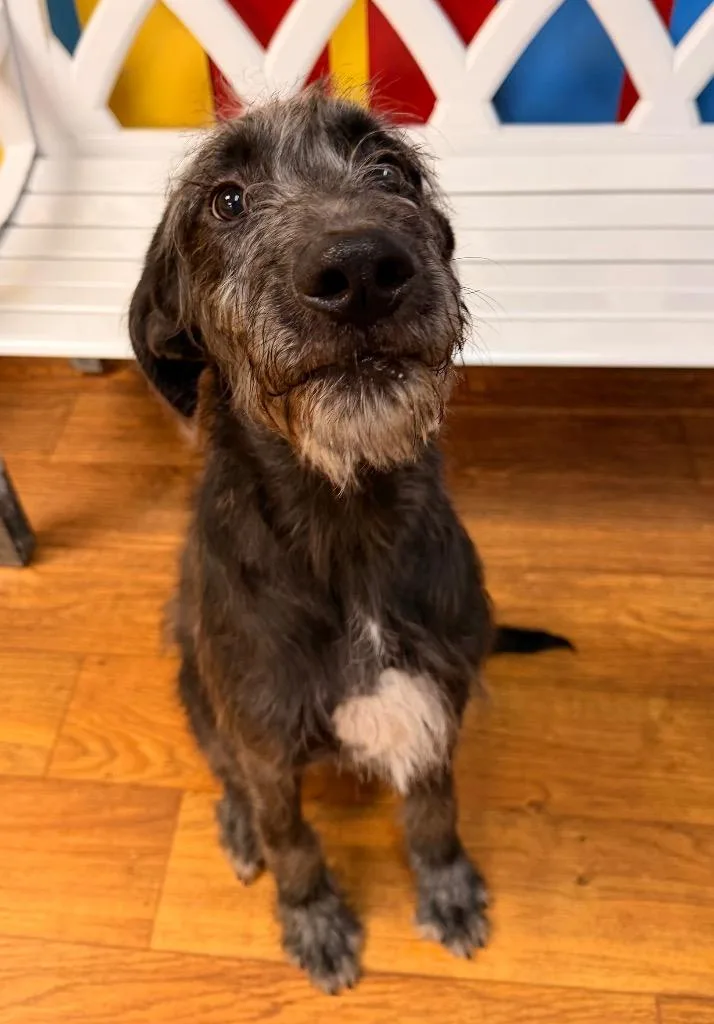 A baby medium-sized male Mixed Breed dog named Kaizen for adoption in Ocala, FL