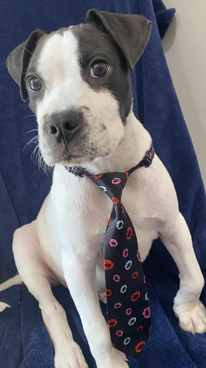 A baby large-sized male Pit Bull Terrier dog named Yoshi for adoption in Newport, KY