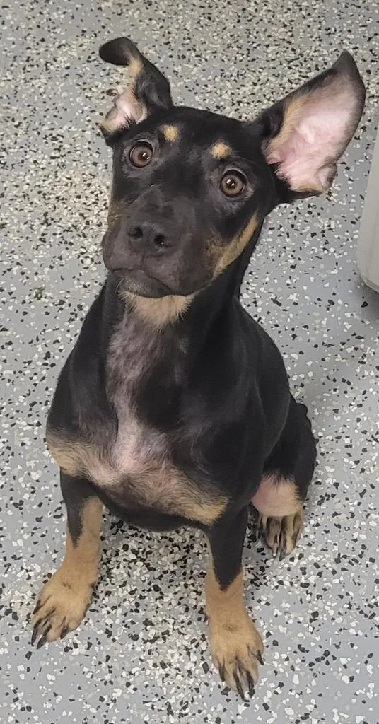 A baby medium-sized female German Shepherd Dog dog named Tessa for adoption in Seven Points, TX