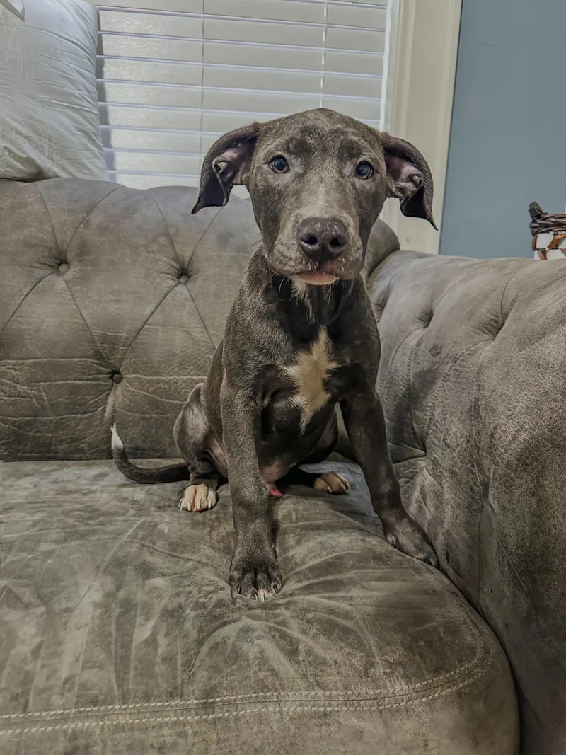 A baby medium-sized male Gray / Blue / Silver Pit Bull Terrier dog named Mac for adoption in Charleston , WV