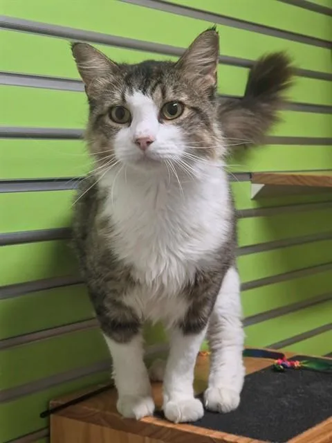 A young extra large-sized male Domestic Medium Hair cat named Cosmo for adoption in Saint Peters, MO
