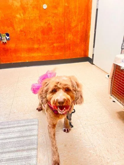 An adult medium-sized female Labrador Retriever dog named Birdie for adoption in Burlington, WA