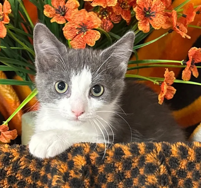 A baby small-sized female Domestic Short Hair cat named Elena for adoption in Stillwater, OK