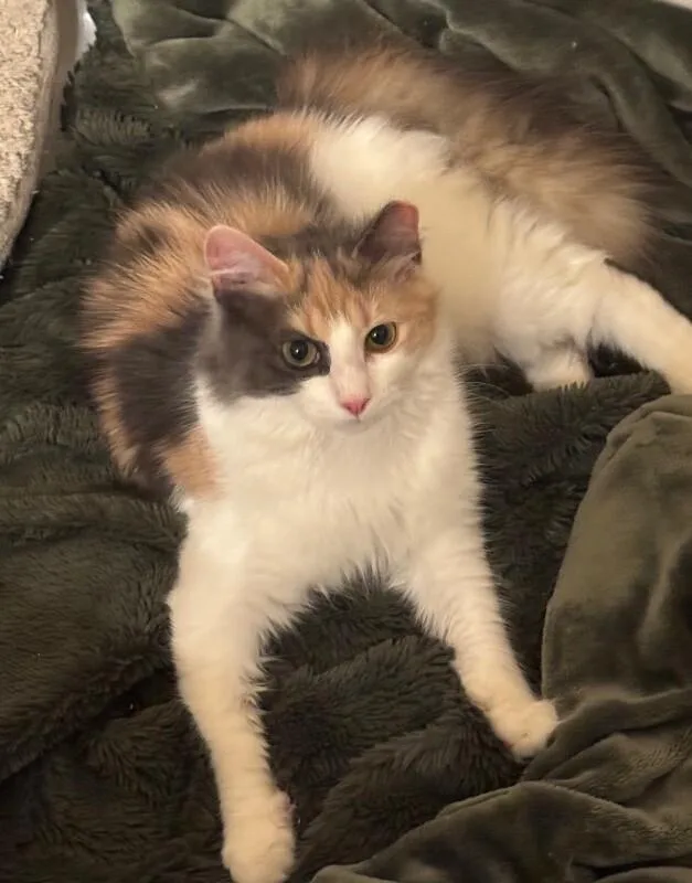 An adult medium-sized female Calico Domestic Long Hair cat named Sarafina for adoption in North Babylon, NY