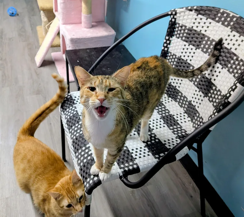A young medium-sized female Calico Domestic Short Hair cat named Maybelline for adoption in Flint, TX