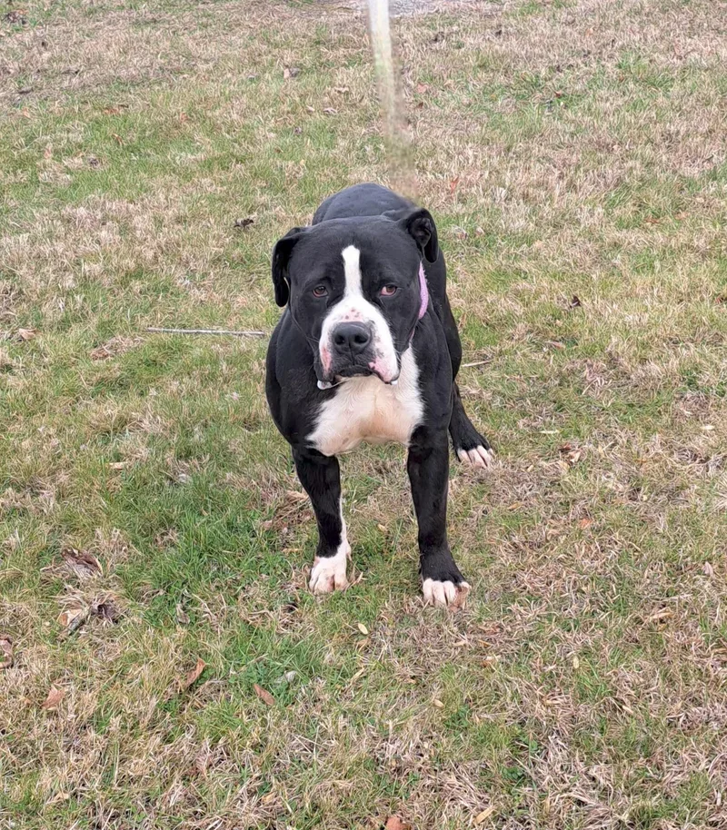 An adult large-sized male Black American Bully dog named Dodge for adoption in McMinnville, TN