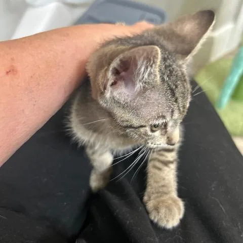A baby small-sized male Gray / Blue / Silver Domestic Short Hair cat named Zachary for adoption in League City, TX