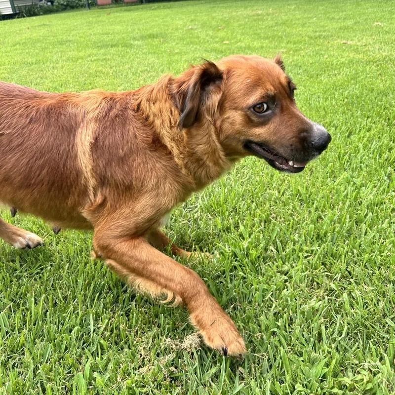 An adult medium-sized female Red / Chestnut / Orange Mixed Breed dog named Sissy for adoption in Denison, TX