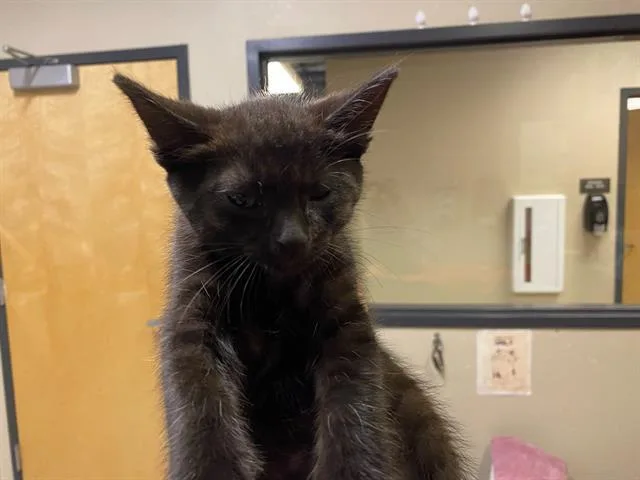 Black Panther