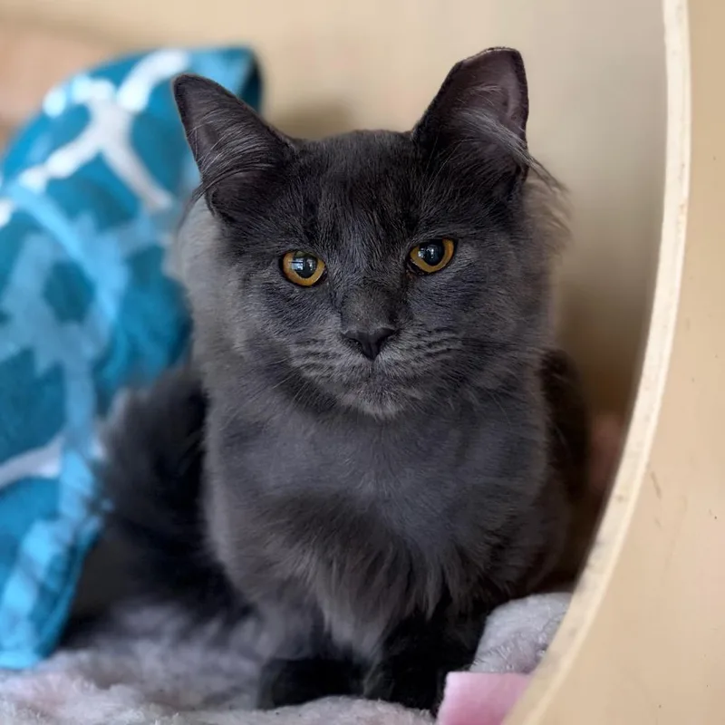 A baby medium-sized male Gray / Blue / Silver Domestic Medium Hair cat named Walker for adoption in Aldie, VA