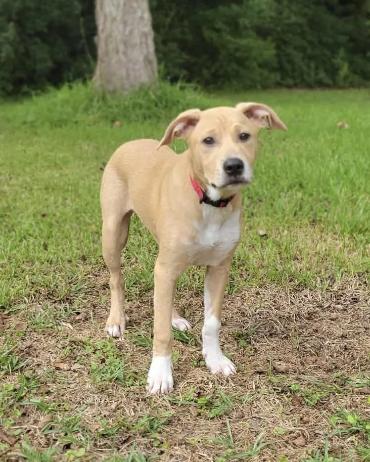 A baby medium-sized female Golden Retriever dog named Birdie for adoption in Leesburg, GA