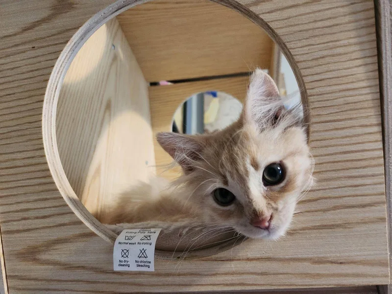 A baby medium-sized male Buff / Tan / Fawn Domestic Long Hair cat named Cheeto for adoption in Wheaton, IL