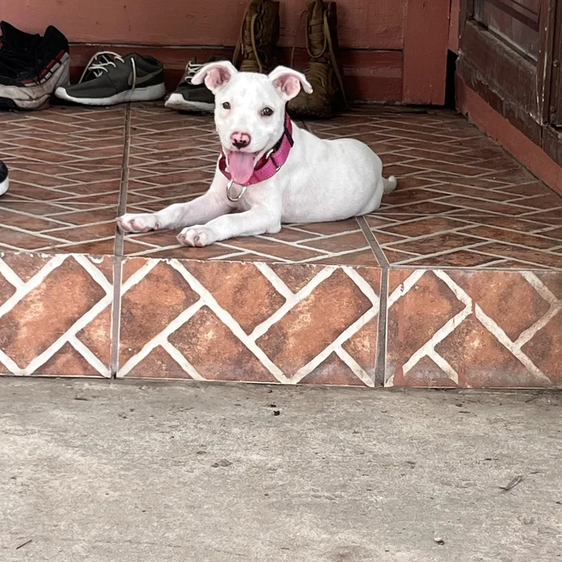 A baby medium-sized female White / Cream Terrier dog named Mia for adoption in Mico, TX