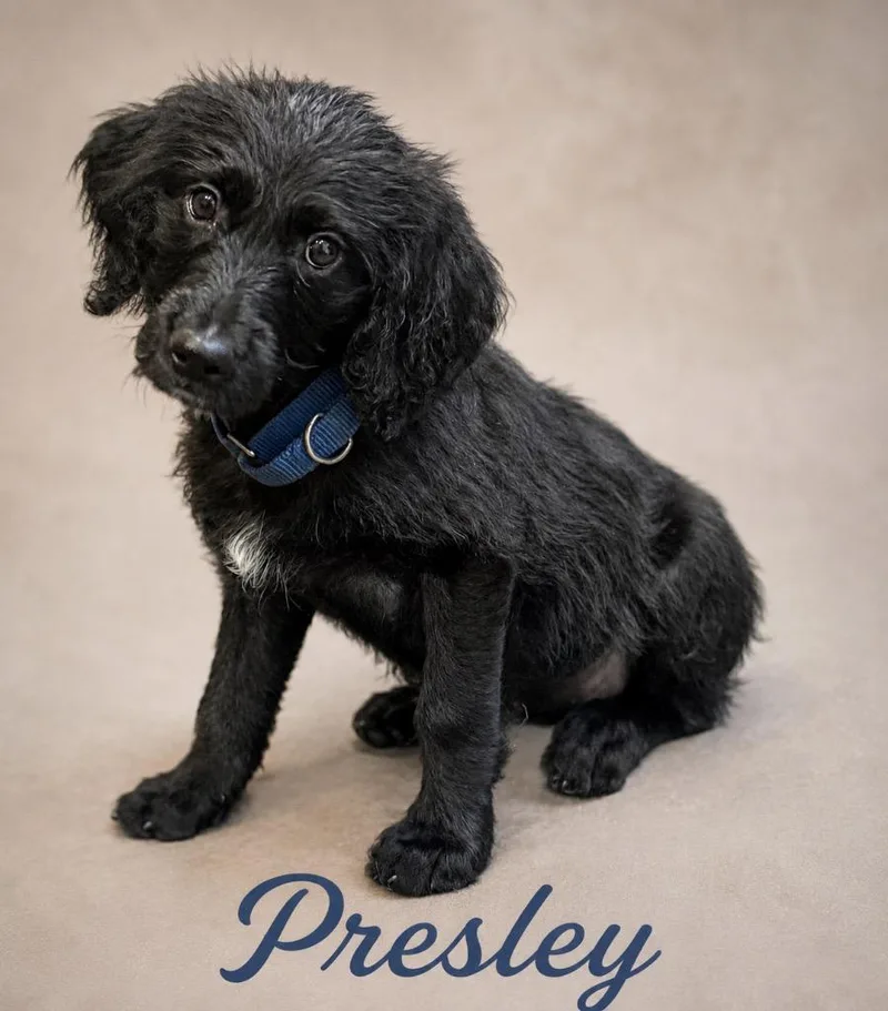 Presley thumbnail 2