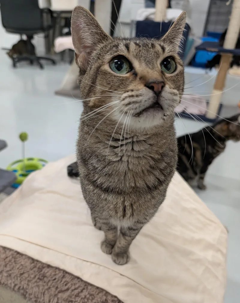 An adult medium-sized female Tabby (Brown / Chocolate) Domestic Short Hair cat named Saffron for adoption in West Palm Beach, FL