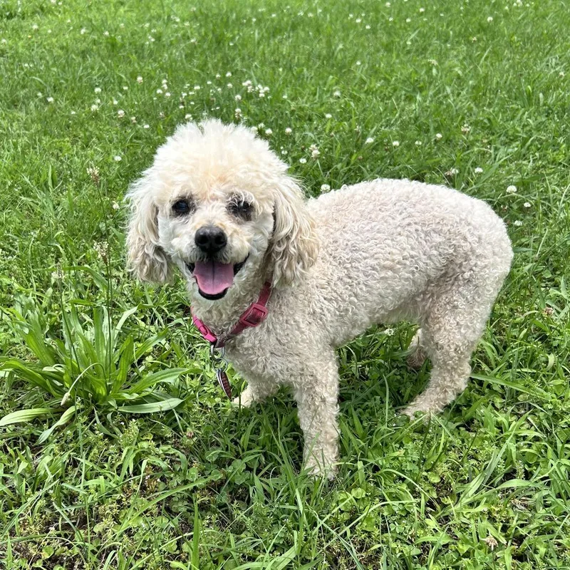A senior small-sized female Apricot / Beige Miniature Poodle dog named Gigi for adoption in Huntsville, AL