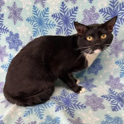 An adult medium-sized male Domestic Short Hair cat named Adobe for adoption in Detroit, MI
