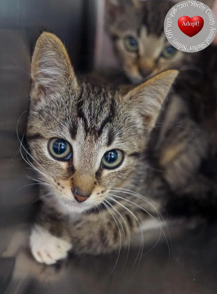 A baby small-sized female Domestic Short Hair cat named Aradia for adoption in Sidney, OH