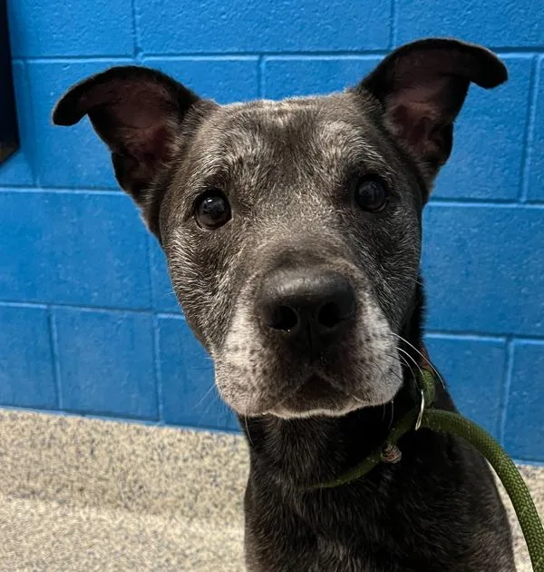 An adult medium-sized male Labrador Retriever dog named Atticus for adoption in Golden, CO